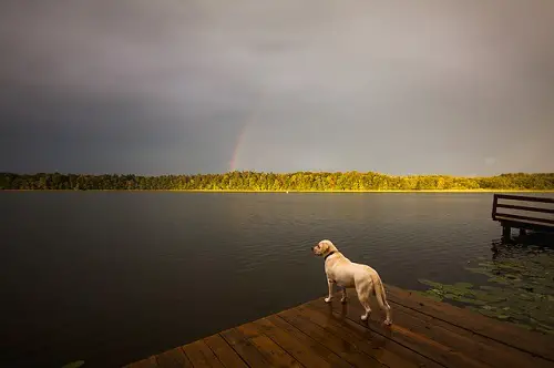 Labrador Ready For Fishing