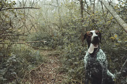 German Shorthaired Pointer Exercise Outdoor
