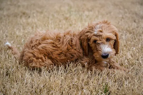 Goldendoodle Hunting Outdoor