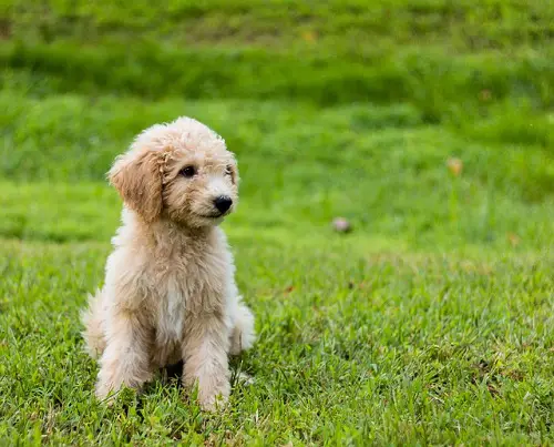 Goldendoodle Hunting In The Grass