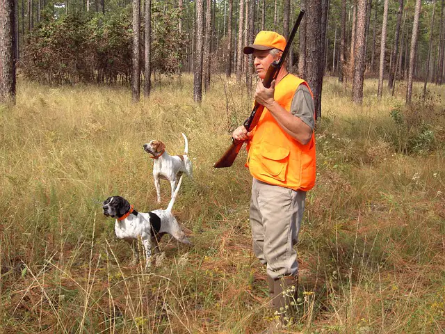 Bird Hunting With Dogs