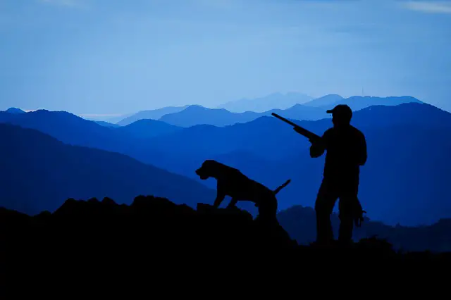 Hunting Dog In Mountains