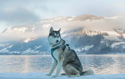 Active Husky Outdoor In Winter