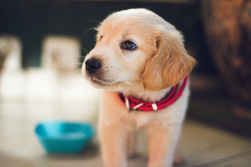 Puppy Labrador Walking