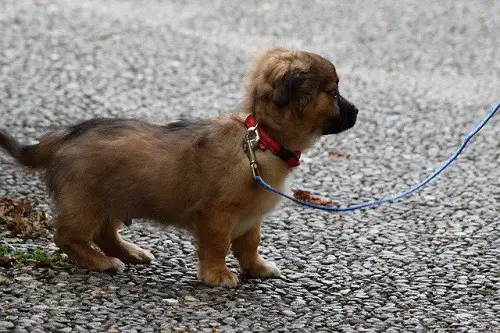 Puppy Walking On Leash