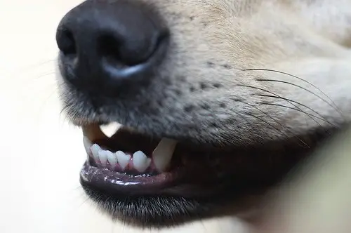 Dog Permanent Teeth