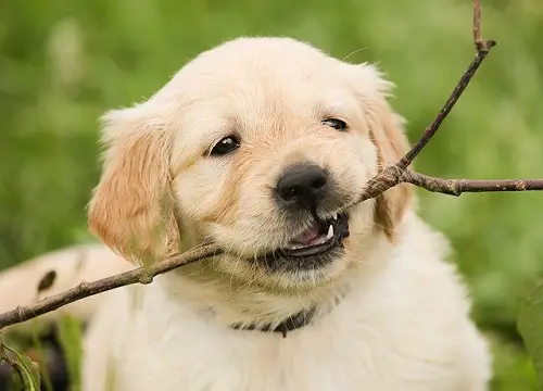 Puppy Teething On Wood Stick