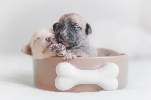 Young Newborn Puppies