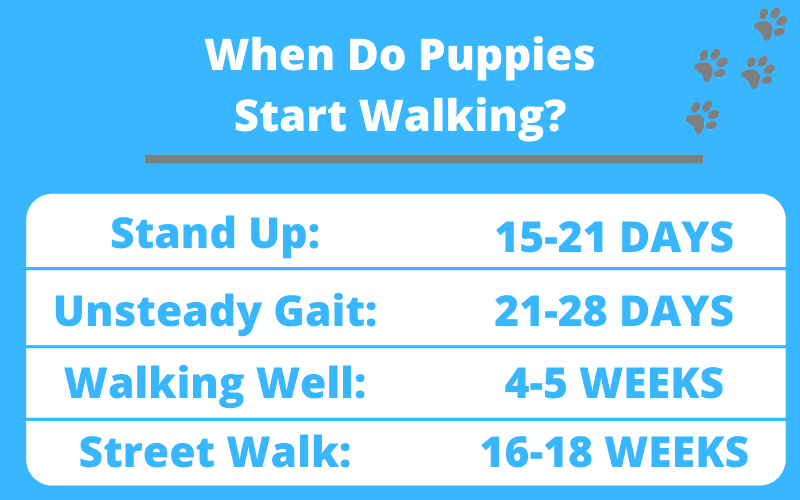 When Do Puppies Walk Chart