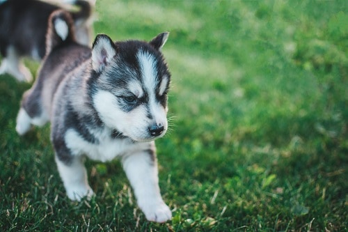 Young Husky Puppies Walk