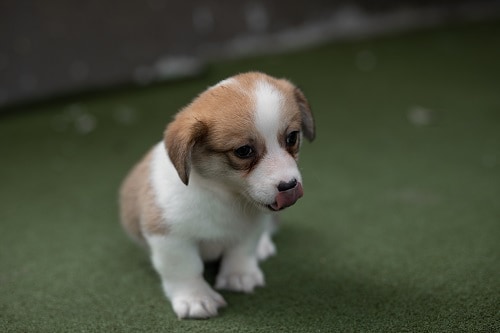 Puppy Try To Walk