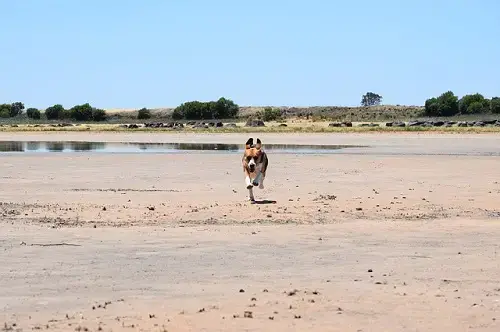 Beagle s'exécutant dans le sable