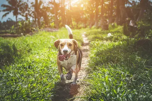 Beagle courir en plein air