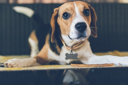 Beagle Ready To Play