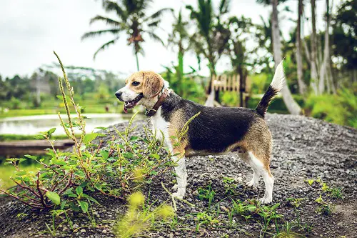 Beagle Ready To Exercise