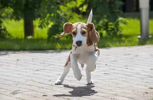Young Beagle Running
