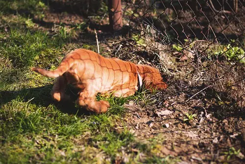 Dog Escaping Under Fence