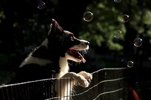 Dog Have Fun In Fenced Yard