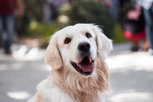 Golden Retriever Ready To Exercise