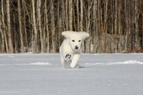 Young Golden Retriever Running