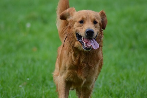 Golden Retriever Run In Grass