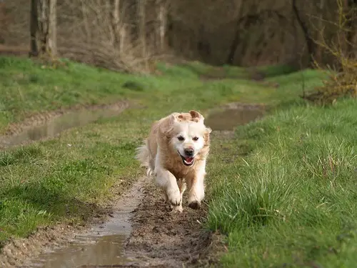 Golden Retriever Run Long Distances