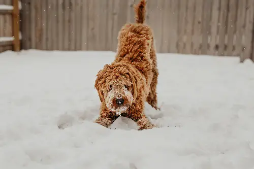 Goldendoodle Playing In Snow