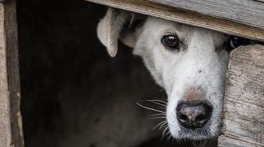 is hide and seek good for dogs