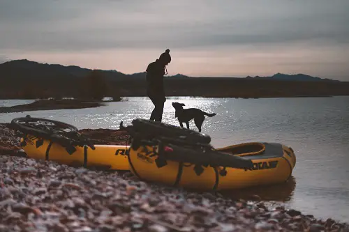 Dog Preparing To Go On Boat