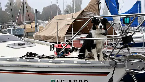 Dog Ready To Go On Boat Ride