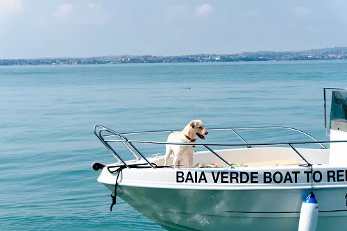 Take Dog On Boat