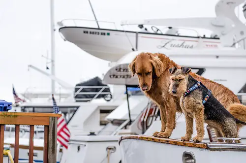 Two Dogs Take On Boat
