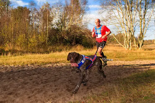 Best Canicross Harness