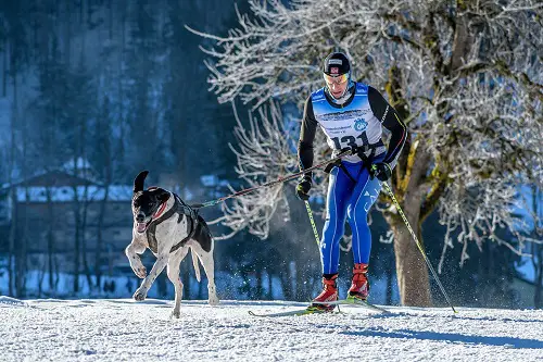 Skijoring With Dog