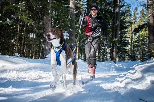 Skijoring Gear In Action