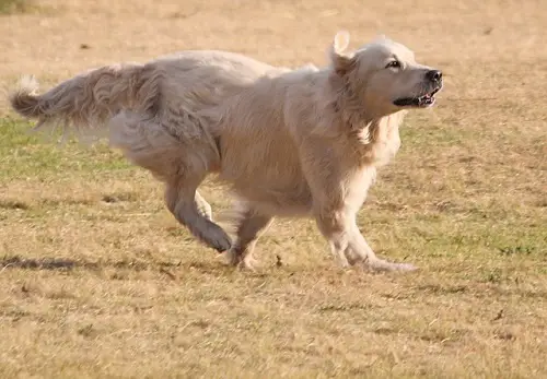 Golden Retriever Run Fast And Far