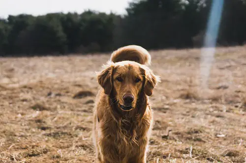 Golden Retriever Run In The Fields