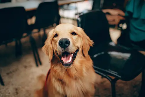 Golden Retriever Sit Inside