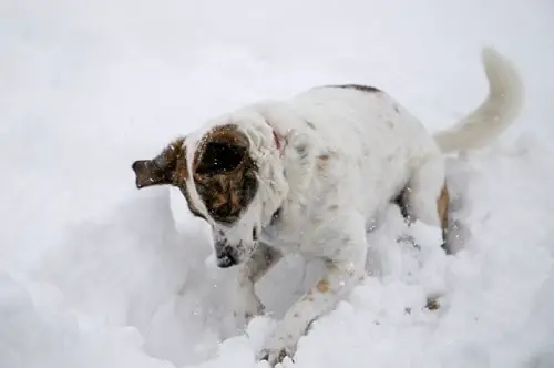 Dog Dig In Snow