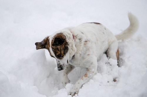 outdoor dog toys for diggers