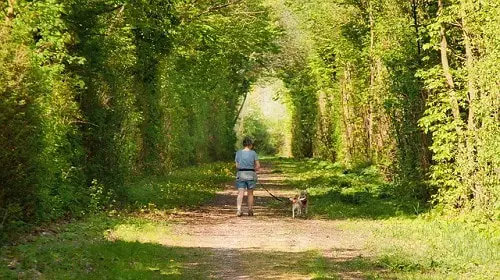 Dog Hands-Free Canicross Leash