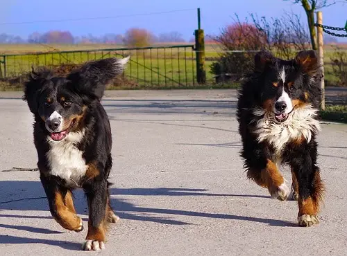 Two Dogs Running