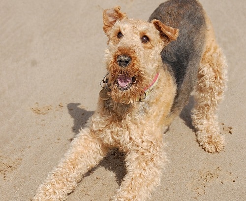 Airedale Terrier Play In Sand