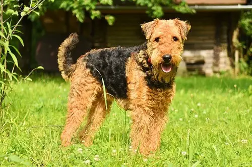 Airedale Terrier Play Outside