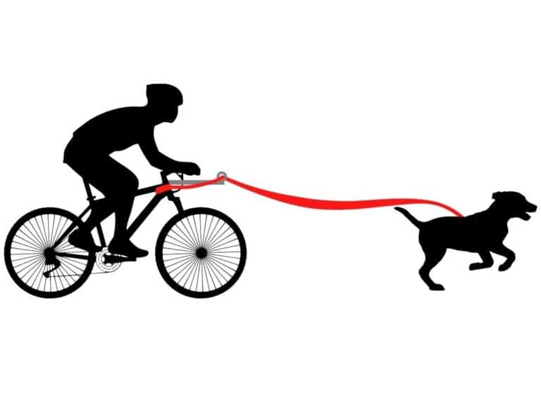 The Bikejoring Antenna An Attachment To Bike With Your Dog! Doggie Sport