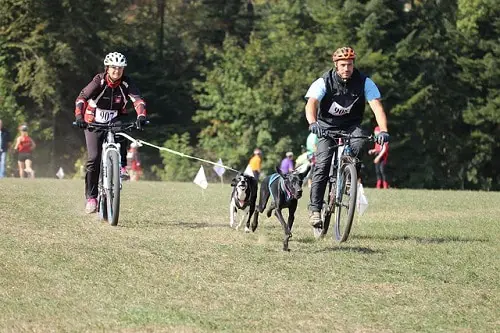 Bikejoring Dog Race