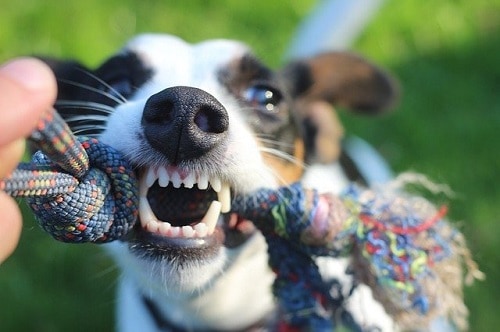 Dog Play Tug-Of-War