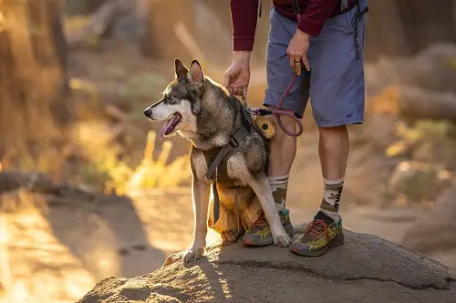 Dog Climbing & Rappelling With Harness