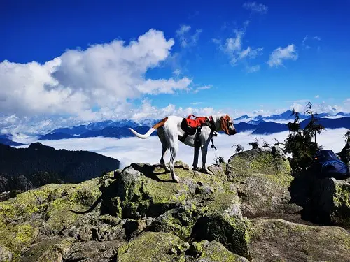 Dog Harness For Climbing & Rappelling