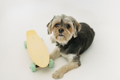 Dog Hate Skateboard